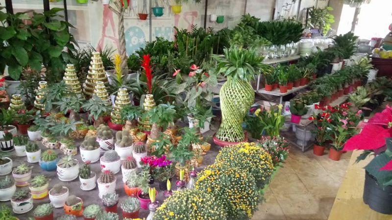 Cây cảnh tại Nhà vườn Lan Hương