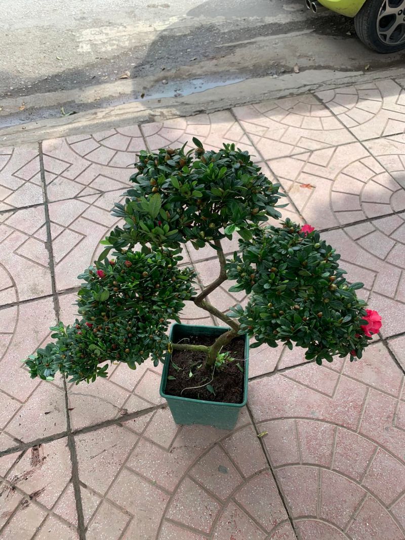 Nhà Vườn Mạnh Hùng