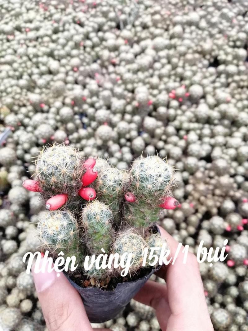 Nhà Vườn Xương Rồng Huế