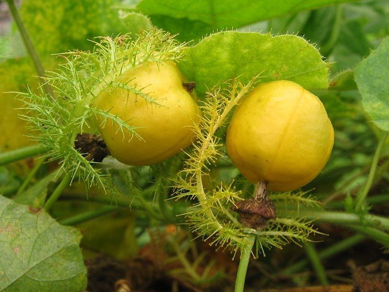 Dây Nhãn lồng