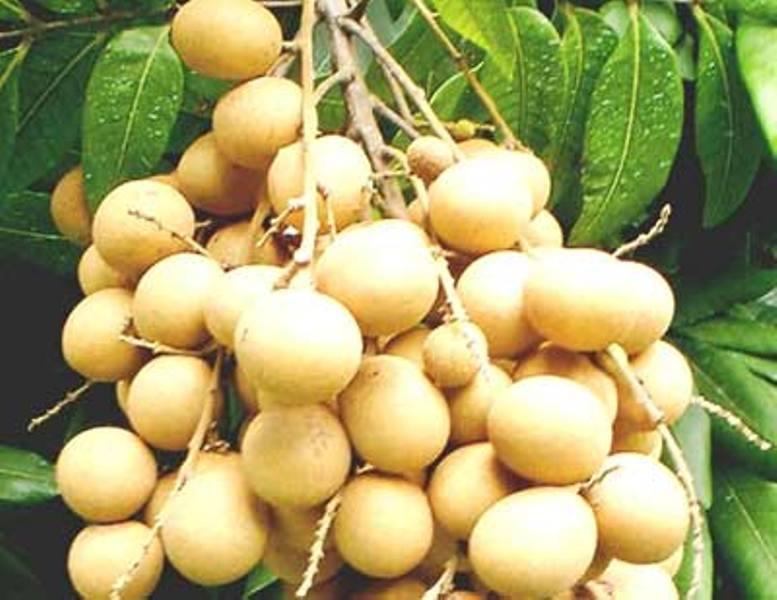 Nhãn lồng Hưng Yên
