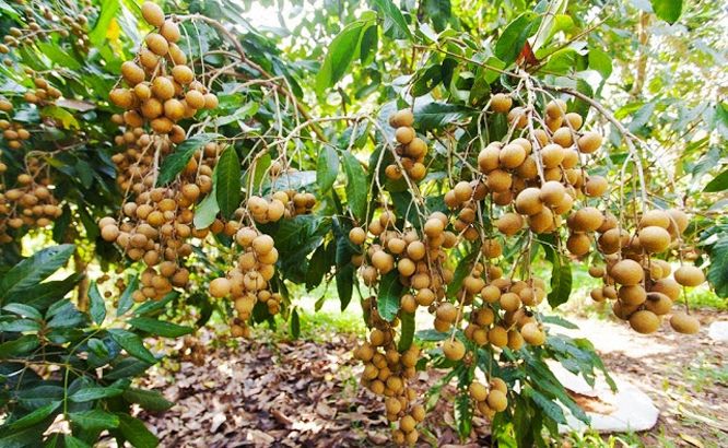 Nhãn lồng đặc sản Hưng Yên