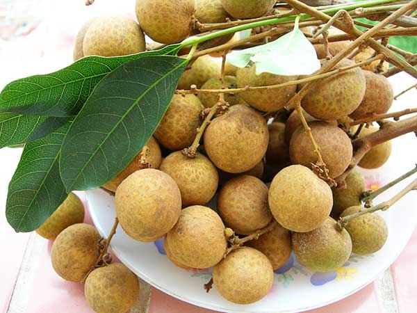 Nhãn lồng Hưng Yên