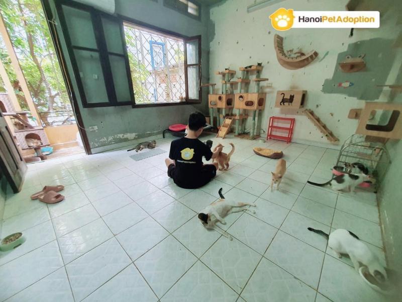 Nhận Nuôi Thú Cưng - Hanoi Pet Adoption