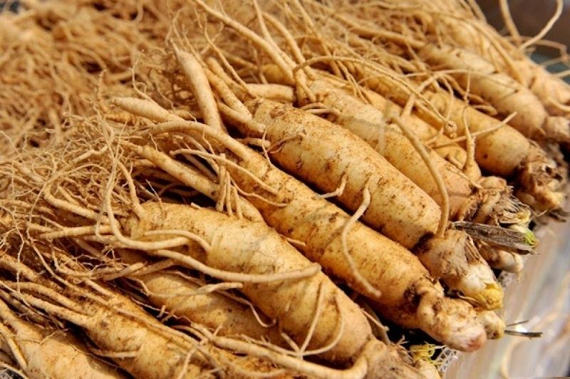 Nhân sâm luôn là sản phẩm hữu ích đối với mỗi người