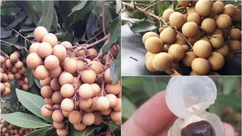 Nhãn xuồng Cà Mau