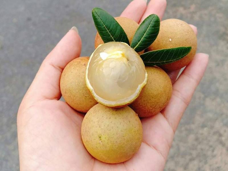 Nhãn xuồng cơm vàng