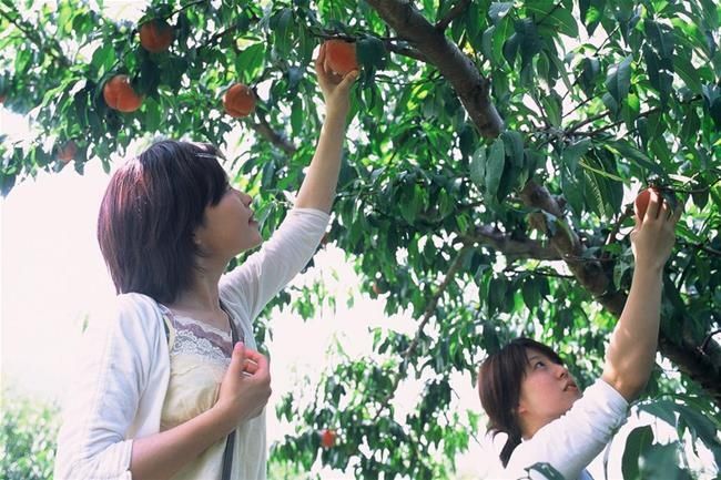 Các cô gái Nhật hái quả