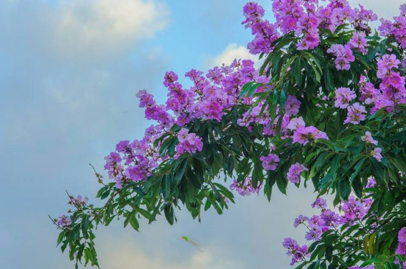 Một chủ đề quen thuộc của thơ ca