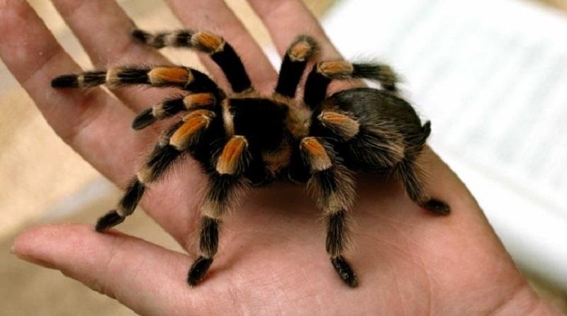 Nhện Tarantulas