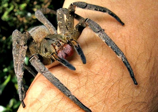 Nhện chuối (Phoneutria nigriventer)