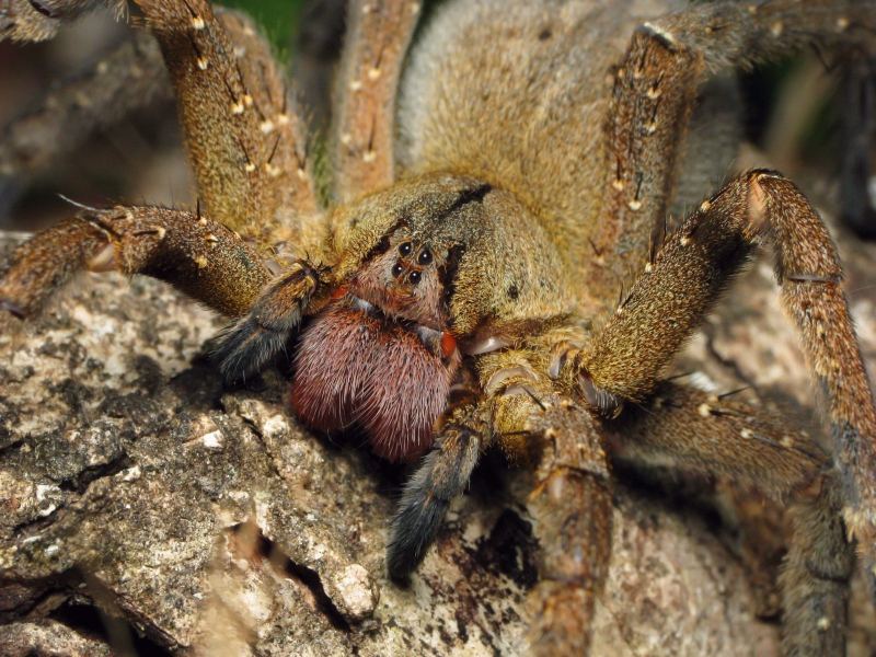 Nhện du mục Brazil