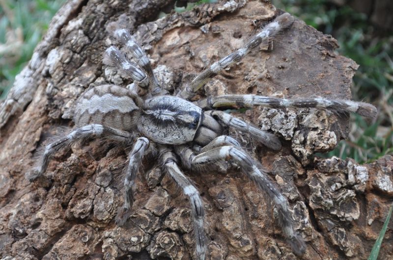 Nhện Poecilotheria Rajaei