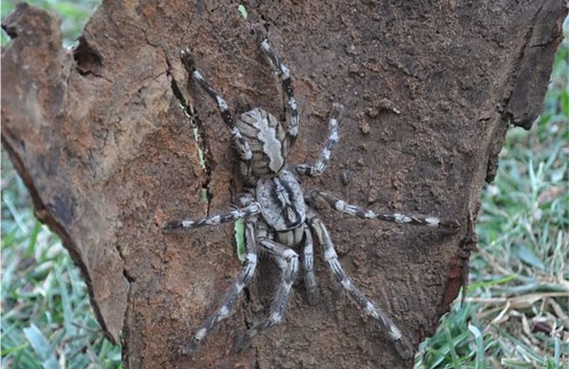 Nhện Poecilotheria Rajaei