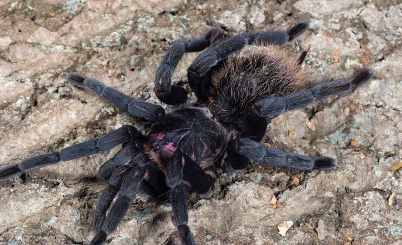 Nhện Xenesthis monstrosa