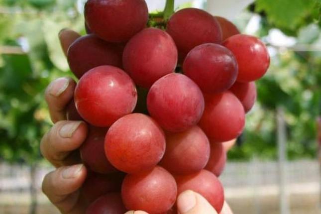 Nho Ruby Roman - Hồng ngọc La Mã của Nhật: 245 triệu đồng/chùm