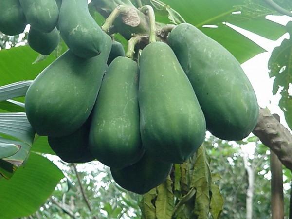 Bài thuốc dân gian chữa đau răng hiệu quả từ nhựa đu đủ non