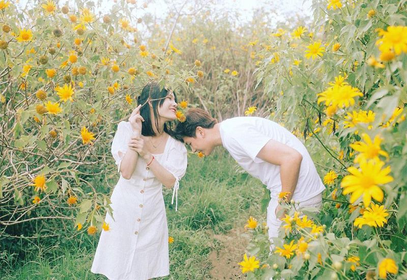 Những con đường hoa dã quỳ