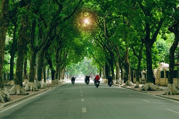 Nắng chiếu trên hai hàng cây xanh