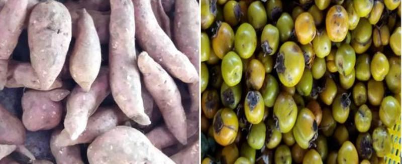 Ảnh tự chụp