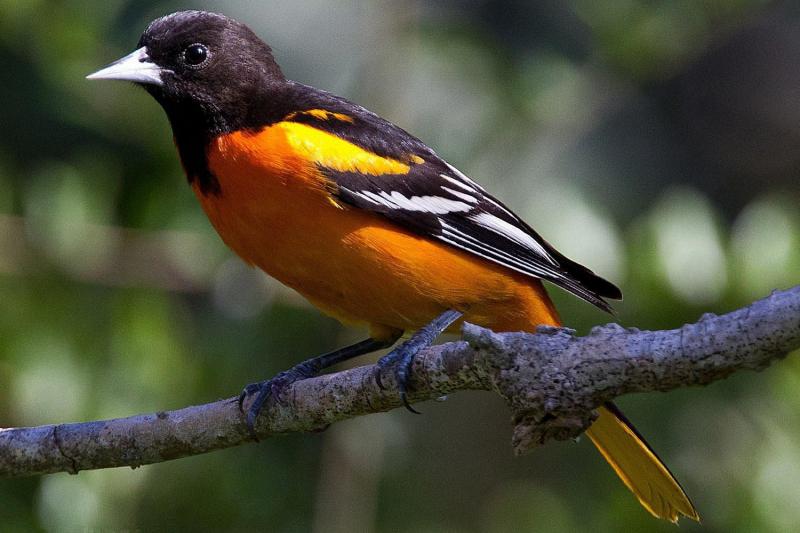 Chim Oriole