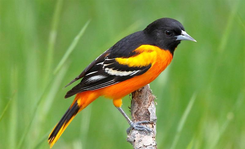 Chim Oriole