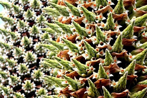 Puya