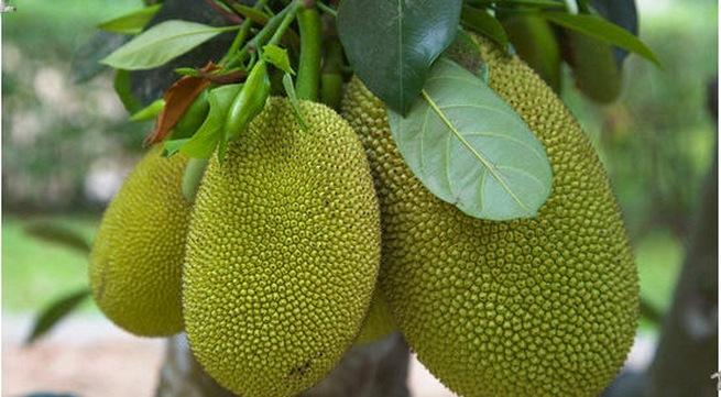 Nước lá mít
