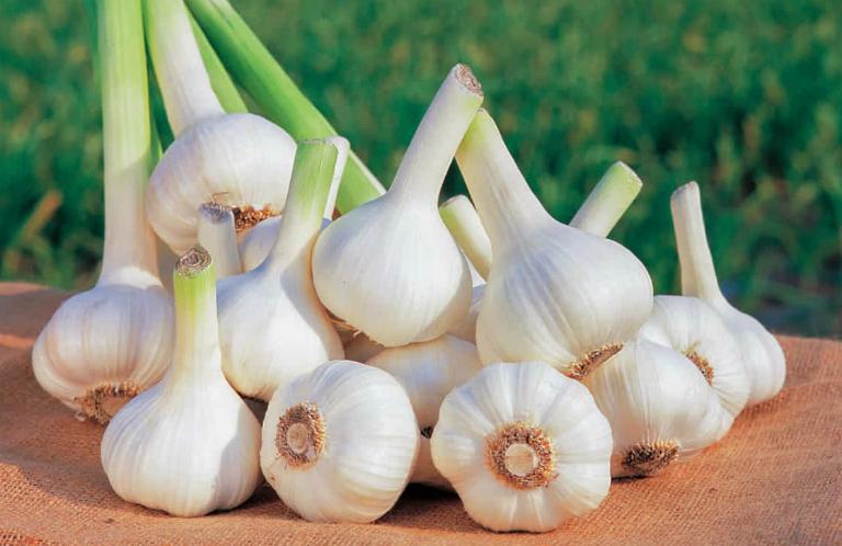 Tỏi có chứa protein, carbohydrates, calo và một số dưỡng chất quan trọng khác như vitamin B, sắt, magie, canxi, kali, mangan, photpho...