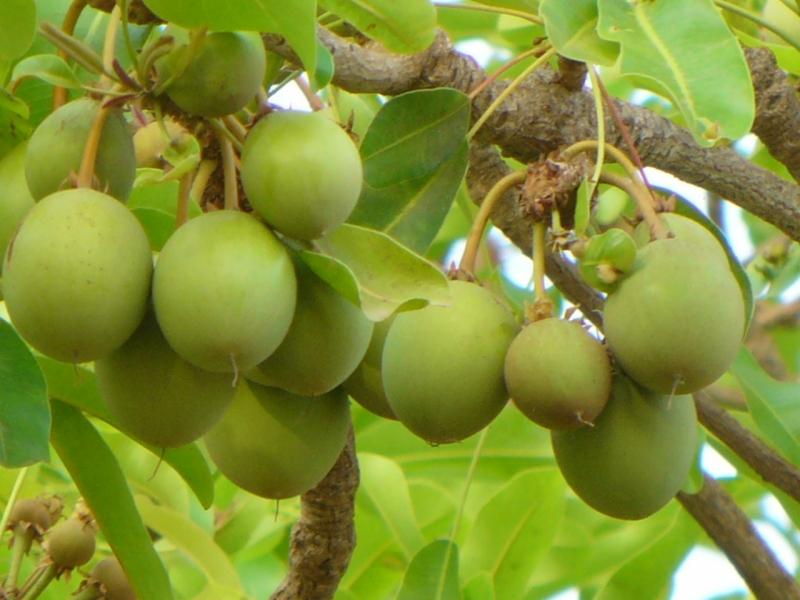 Cây hạt mỡ