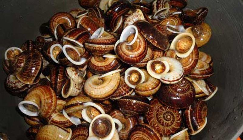 Hình ảnh ốc đá Suối Bàng