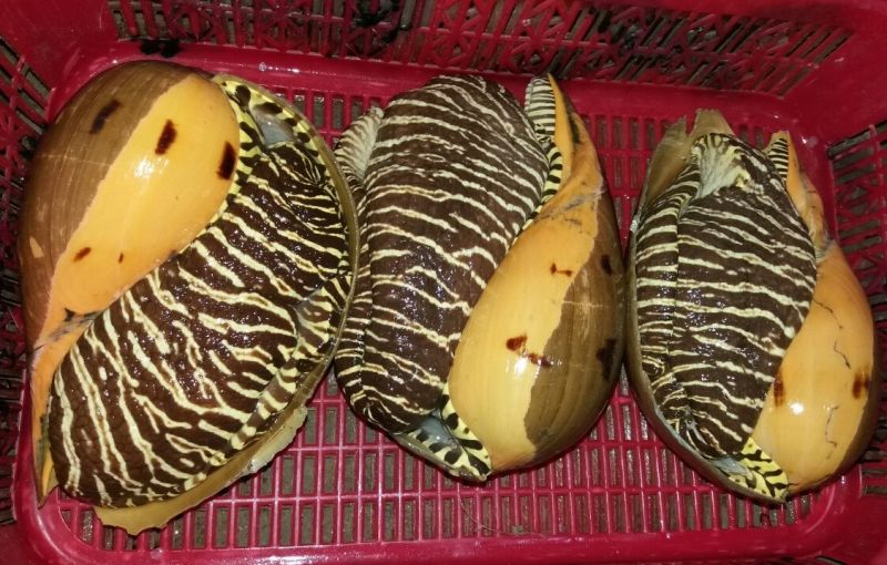 Ốc giác