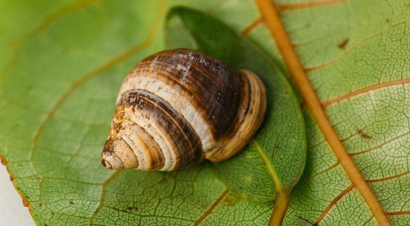 Ốc sên Hawaii Achatinella Apexfulva