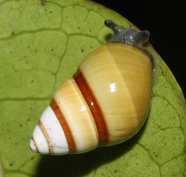 Ốc sên Hawaii Achatinella Apexfulva
