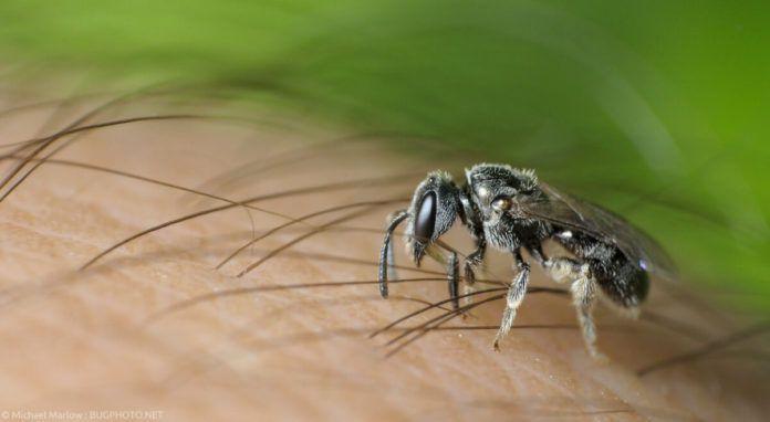 Ong Sweat Bee