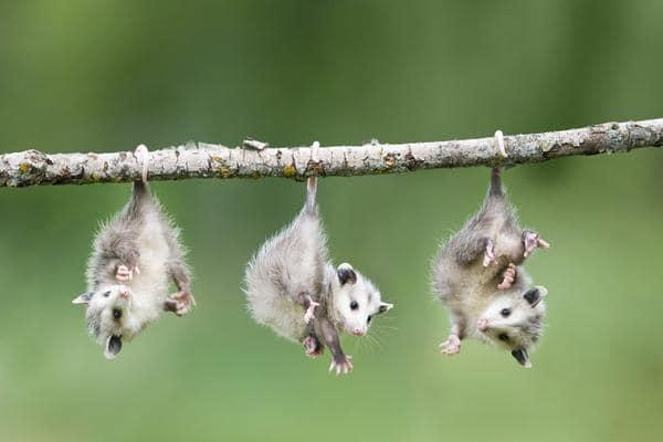 Opossum