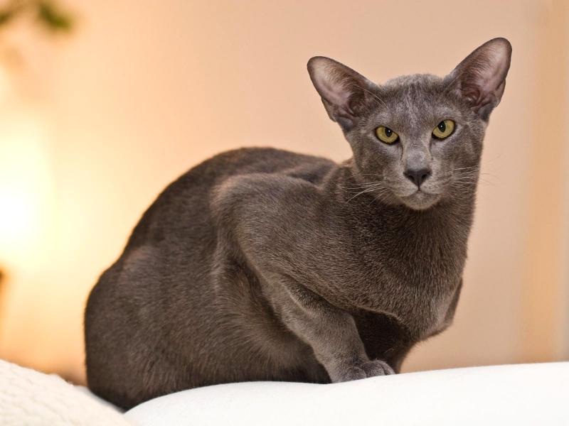 Oriental được lai tạo từ giống mèo Siamese của Thái Lan