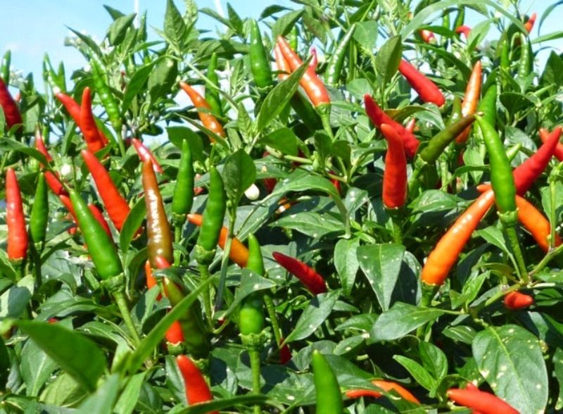 Ớt chứa chất giúp lưu thông máu tốt hơn