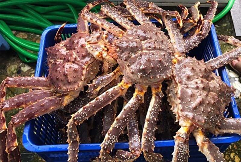 Ozone Seafood