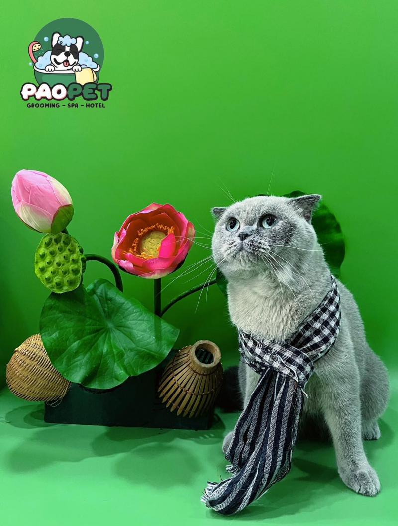 Pao Pet