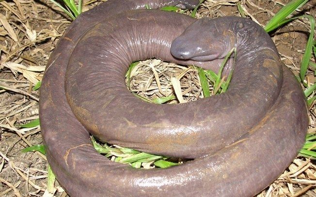 Rắn Penis Snake đang cuộn tròn