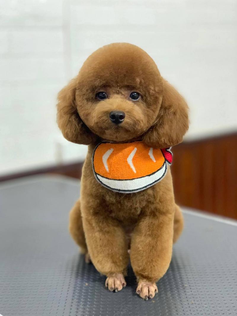 Pet 36 - Thế Giới Thú Cưng Thanh Hóa