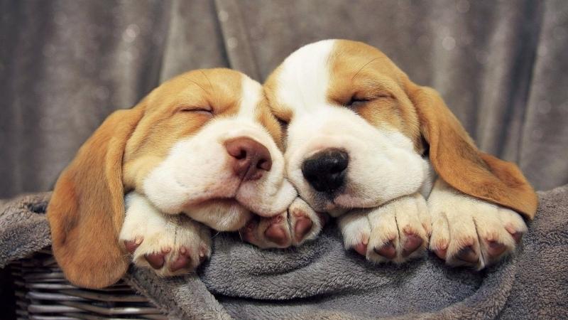 Chien Vet Clinic