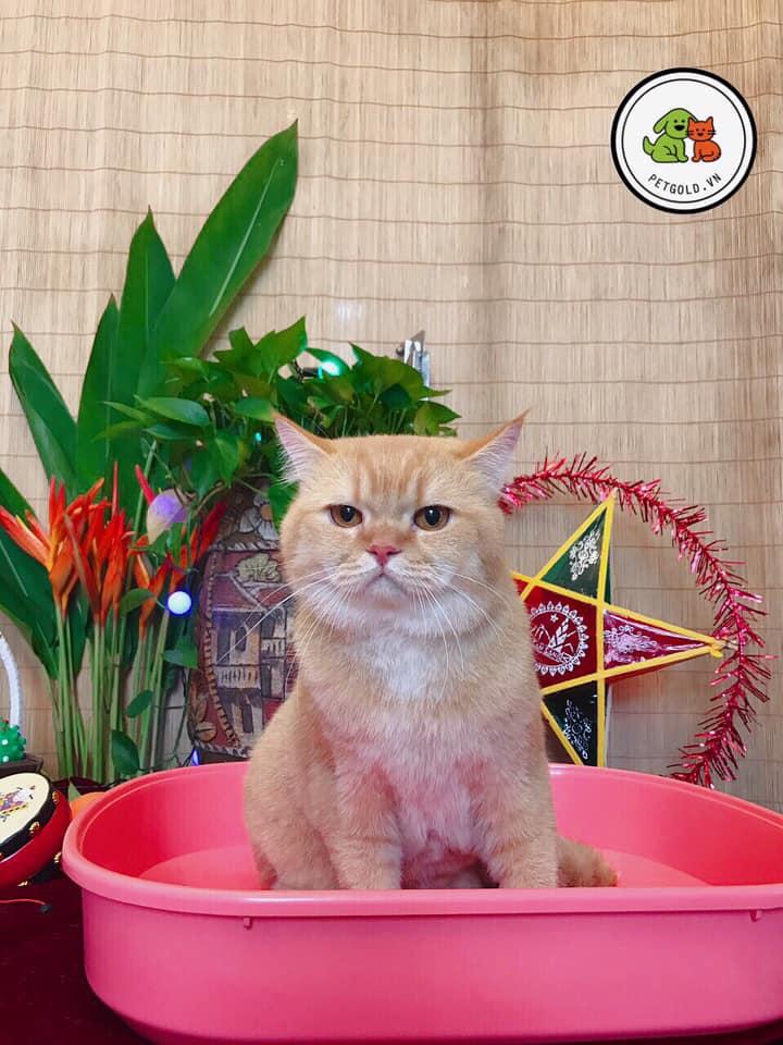 Pet Gold