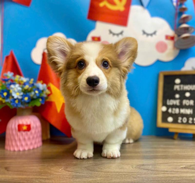 Pet House