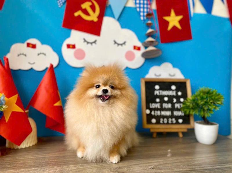 Pet House
