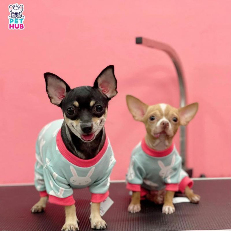 Pet Hub Tây Ninh