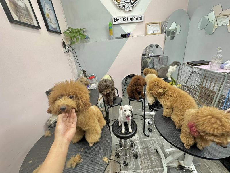 Pet Kingdom - Vương quốc thú cưng