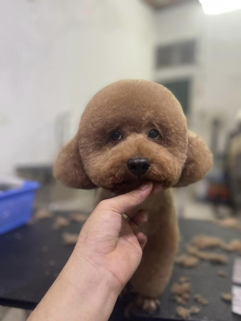Pet Level Hải Dương