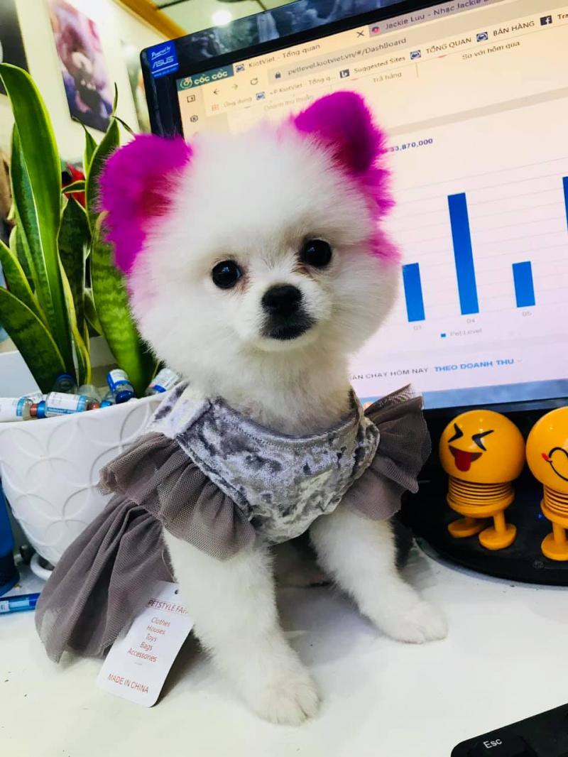 Pet Level Hải Dương